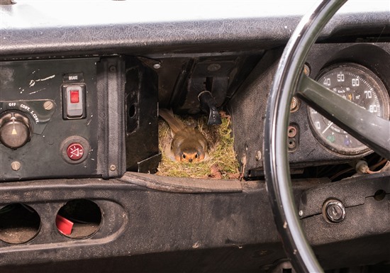 Robin nesting in the dashboard of a Land Rover (Image by Dan Skinner)