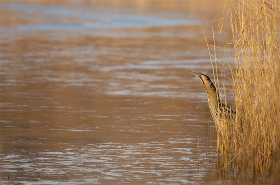 Bittern on edge of reeds. Photo by Andrew Parkinson (rspb-images.com)