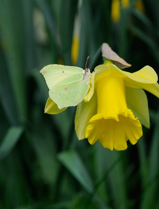 Brimstone butterfly and daffodil. Photo by Sue Kennedy (www.rspb-images.com)