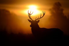 Red deer stag by Ben Andrew (http://www.benandrewphotography.co.uk/)