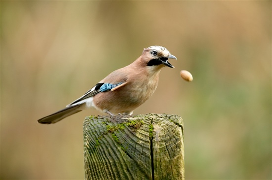 Jay. Photo by Chris O'Reilly (www.rspb-images.com)