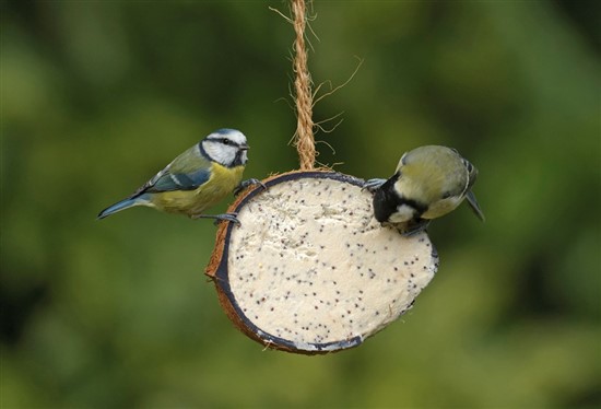 Blue tit and great tit feeding. Image by Chris Gomersall (www.rspb-images.com)