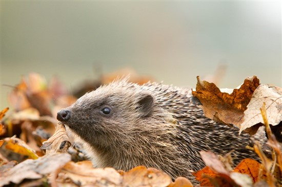 Hedgehog. Image by Ben Hall (www.rspb-images.com)