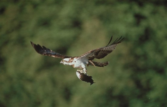 Osprey carrying fish. Image by Chris Gomarsall (www.rspb-images.com)