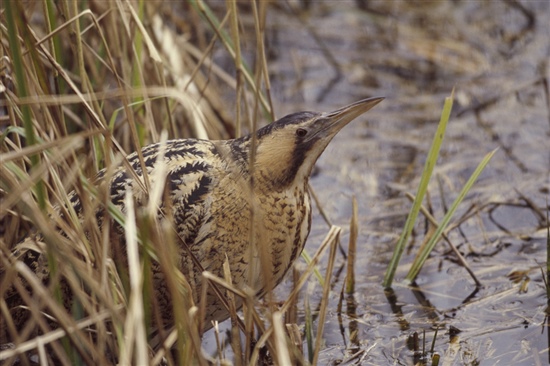 Bittern. Photo by Andy Hay (www.rspb-images.com)