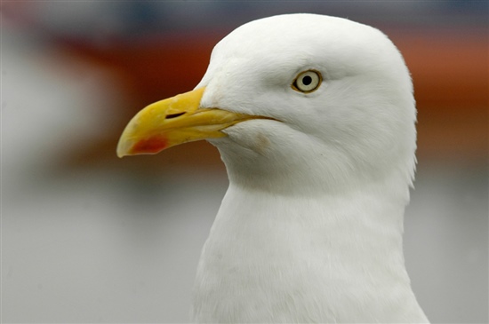 Herring gull. Image by Grahame Madge (www.rspb-images.com)