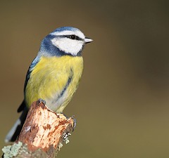 Blue tit. Image by Ben Andrew (http://www.benandrewphotography.co.uk/)