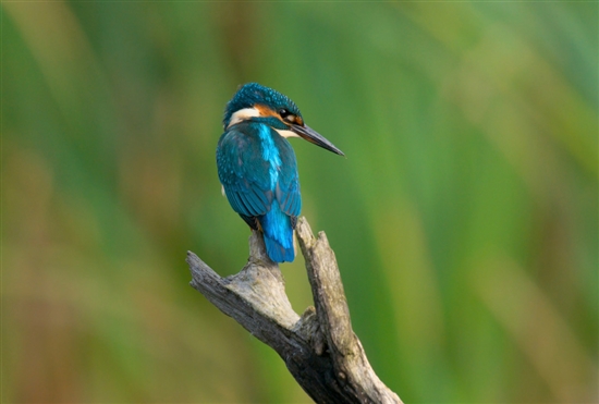 Kingfisher. Picture by John Bridges (www.rspb-images.com)