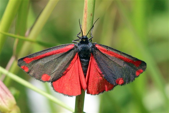 Cinnabar moth (Image by Charlesjsharp - https://commons.wikimedia.org/wiki/File:Cinnabar_moth_(Tyria_jacobaeae).jpg?uselang=en-gb) 