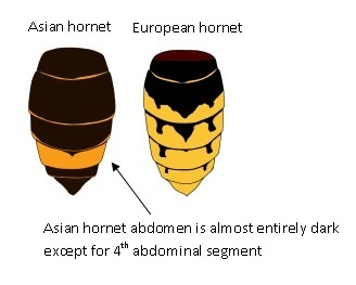 Asian hornet v European hornet.