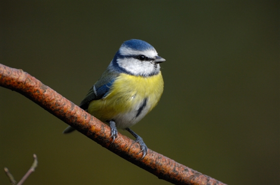 Blue tit. Picture by Ray Kennedy (www.rspb-images.com)