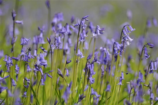 Bluebells. Photo by Sue Kennedy (www.rspb-images.com)