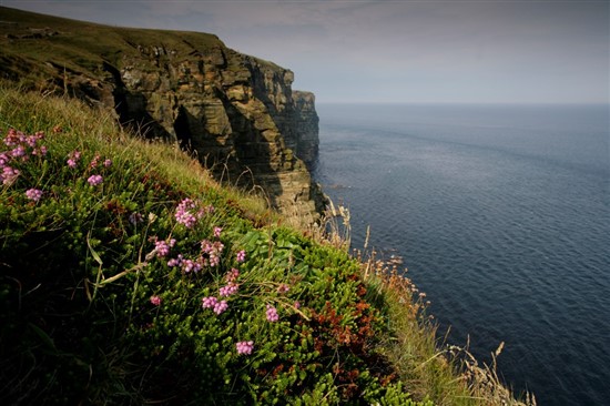 Dunnet Head. Image by Andy Hay (rspb-images.com)