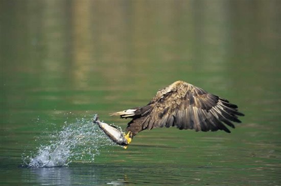 White-tailed eagle. Image by Chris Gomersall (www.rspb-images.com)
