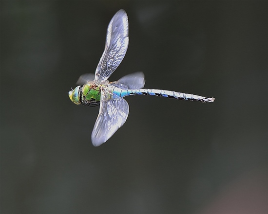 Emperor dragonfly in flight. Image by Gerodia (http://www.flickr.com/photos/gerodia/)