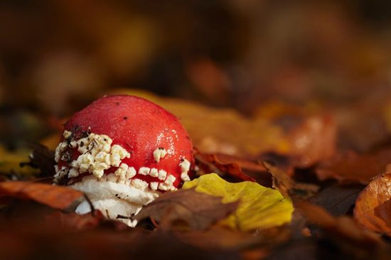 Fly agaric emerging from autumnal leaves on woodland floor (Photo by Mark Sisson www.rspb-images.com).