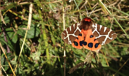 Garden tiger moth (Image by Katie Fuller https://farm6.staticflickr.com/5335/9499725283_234c5c57be_k.jpg)
