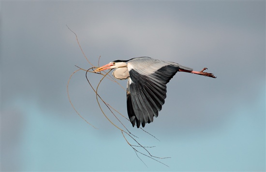 Grey heron in flight with twigs. Photo by Richard Revels (www.rspb-images.com)