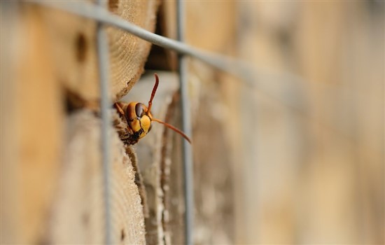 European hornet. Image by Ben Andrew (www.rspb-images.com).