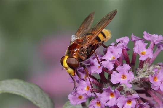 Hornet-mimicking hoverfly. Image by Richard Revels (www.rspb-images.com)