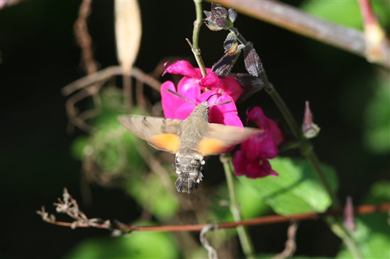 Hummingbird hawk-moth (Image by Katie Fuller https://farm4.staticflickr.com/3711/19264395614_cc48e595f3_k.jpg)