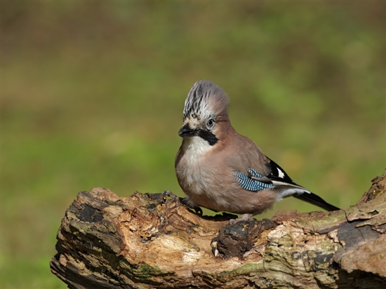 Jay. Image by Steve Round (www.rspb-images.com)