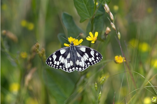 Marbled white. Image by Ernie Janes (www.rspb-images.com)
