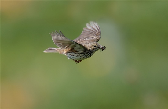Meadow pipit in flight. Photo by Richard Revels (www.rspb-images.com)
