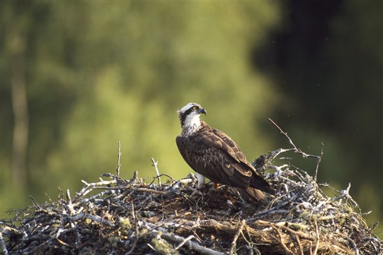  An osprey nesting