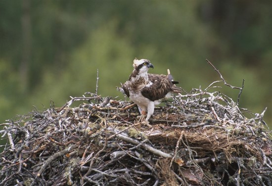 Osprey on nest. Image by Chris Gomersall (www.rspb-images.com)