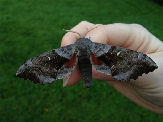 Poplar hawk moth (Image by Katie Fuller https://farm9.staticflickr.com/8158/7294269320_18deaf00fc_o.jpg)