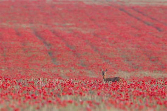 Roe deer in field of poppies. Image by Kevin Sawford (www.rspb-images.com)