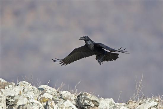 Raven. Image by Chris Knights (www.rspb-images.com)