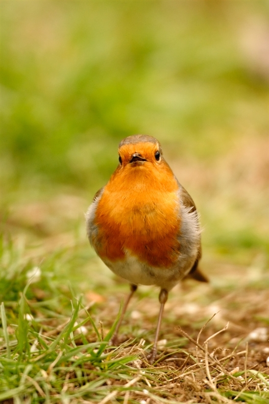 Robin. Picture by Andy Hay (www.rspb-images.com)