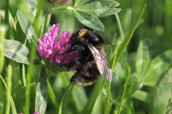 Short-haired bumblebee - image by Jesper Mattias (rspb-images.com)