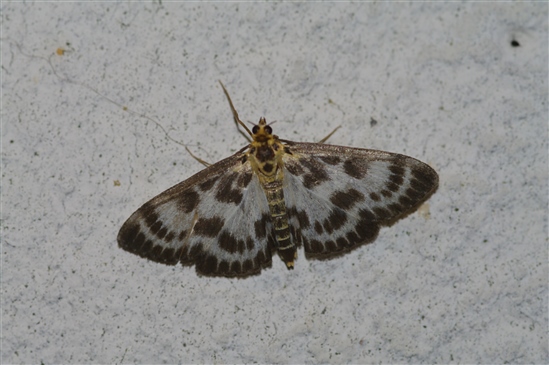 Small magpie moth (Image by Will George https://farm3.staticflickr.com/2571/3692728453_1e65379c50_o.jpg)