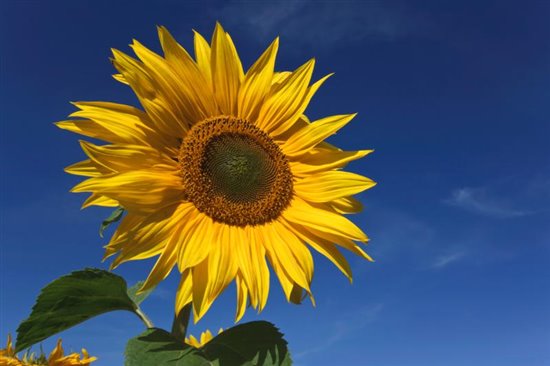 Sunflower - photo by David Osborn (www.rspb-images.com)