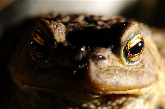 toad by Dan Tentler