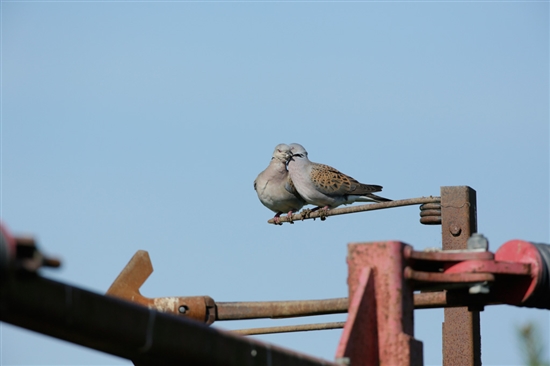 Turtle doves. Picture by Andy Hay (www.rspb-images.com)