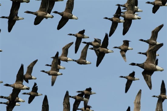 Brent geese at Wallasea - Andy Hay