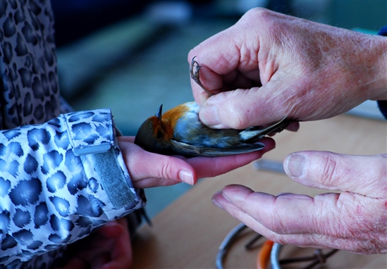 Bird Ringing Event at Northward Hill