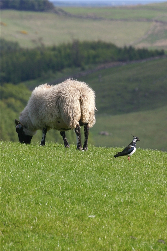 Grazing sheep and lapwing by Tom Marshall (rspb-images.com)