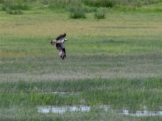 Osprey flies across Low Ground, Loch of Strathbeg