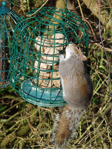 Me Versus The Squirrel Guess Who S Winning Gardening For