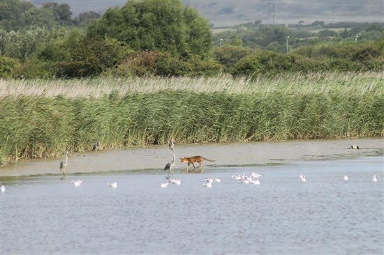 Fox on Radipole Lake