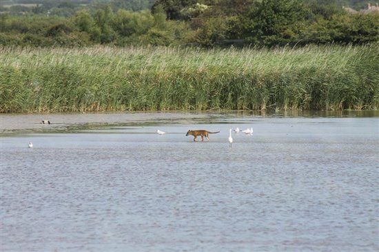 Fox on Radipole Lake