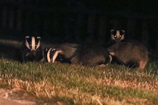 Badgers on Lodmoor