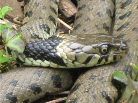 Grass Snake