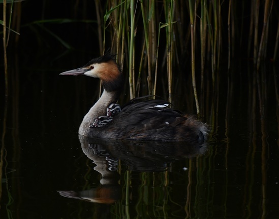 Great Crested Grebe and Chicks