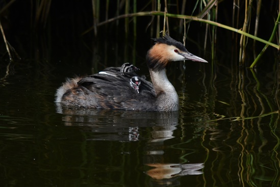 Great Crested Grebe Chicks